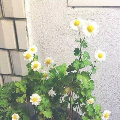 魔力时代破解版下载
